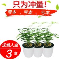 [3盆装]小型文竹盆栽 带原土送懒人水盆3个