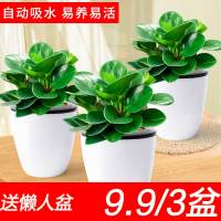 [3盆]豆瓣绿 青叶碧玉花