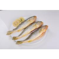 溪田 三去黄花鱼500g 免杀洗新鲜宁黄鱼海生鲜冰冷冻水产