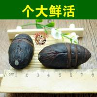 东北特产野生柞蚕蛹东北兄弟新鲜活蚕蛹大茧蛹蝉黑蛹500克2斤免运费0131