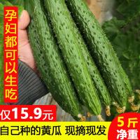 (拍下实发5斤)当天秒发山东特产当季农家新鲜蔬菜现摘黄瓜生吃小黄瓜清脆爽口现摘现发产地直达