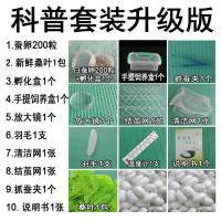 春蚕夏蚕种蚕籽蚕卵桑叶活蚕天然彩色蚕宝宝金丝蚕学生科普