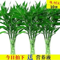 室内水培植物富贵竹桌面观叶盆栽转运竹大叶竹四季常青观音竹绿植