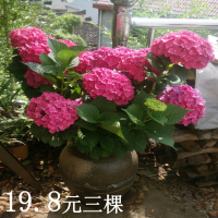 无尽夏绣球花苗盆栽阳台植物四季鲜花大八仙花带花苞老桩室内花卉