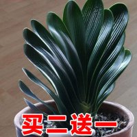 四季君子兰带花苞盆栽小苗室内花卉植物圆头和尚鸳鸯大苗当年开花