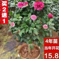 山茶花苗耐寒盆栽带花一树多色树苗四季开花不断花卉观花植物室内