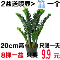 金钱树盆栽植物室内大绿植钱串子招财客厅四季常青发财树盆景