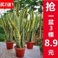 虎皮兰植物室内净化空气吸甲醛家用办公室盆栽绿植金边虎皮兰客厅