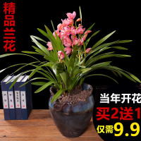 四季墨兰金边兰花苗盆栽植物花卉名贵带花苞建兰好养开花不断