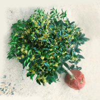 四季桂花树苗花卉盆栽浓香型观花植物室内带花庭院嫁接金桂