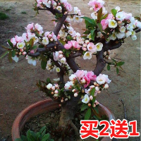 四季重瓣海棠花树苗盆栽老桩盆景花卉阳台绿植物室内好养开花不断