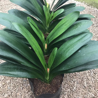 四季君子兰带花苞盆栽小苗室内花卉植物圆头和尚鸳鸯大苗当年开花