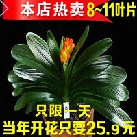君子兰盆景10片叶子室内高档植物绿植盆栽花卉苗 君子兰观花绿植