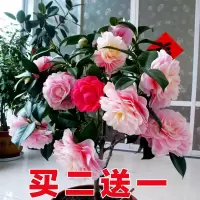 山茶花苗耐寒盆栽带花一树多色树苗四季开花不断花卉观花植物室内