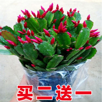 嫁接进口老汉蟹爪兰苗新品种带花苞盆栽阳台植物四季开花多色花卉