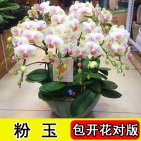 四季蝴蝶兰花卉观花盆栽植物室内带花苞花剑花型大苗绿植