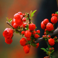 日本海棠花苗盆栽盆景四季开花大苗室内外绿植物花卉观花