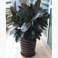 黑金刚 橡皮树绿植盆栽客厅室内阳台植物办公室盆景大叶四季常青