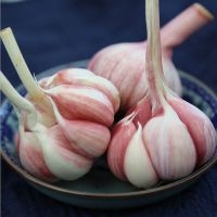 [2斤装]河南新鲜紫皮大蒜批发大蒜头紫皮大蒜新蒜头湿蒜糖醋蒜现挖3斤5斤10斤甘鲜生