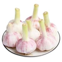 [5斤装]新鲜紫皮大蒜批发大蒜头紫皮大蒜新蒜头湿蒜糖醋蒜现挖3斤5斤10斤甘鲜生