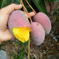 买3斤送2斤 [中果(净重5斤)]海南贵妃芒果果园现摘贵妃芒热带新鲜水果整箱批发甘鲜生