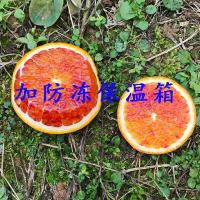 防冻保温泡沫箱 净重5斤【精选特大果】 塔罗科血橙新鲜孕妇水果橙子3斤5斤10斤当季柑橘桔子甘鲜生
