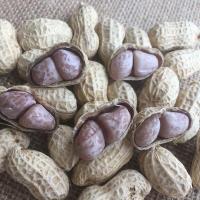 湿烤花生 500g 【农色惠】正宗龙岩水煮白晒花生蒜香味五香核桃花生500g/1500g甘鲜生