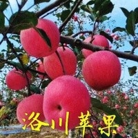 精选果[净重5斤大果] 正宗陕西洛川红富士苹果礼盒装新鲜苹果冰糖心5/10可批发甘鲜生