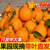 10斤精选大果[带箱9.6-10斤] 宜昌长阳椪柑新鲜红皮桔子蜜桔柑橘现摘芦柑水果橘子应季水果现摘甘鲜生