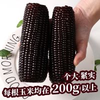 双棒黄糯玉米12只装 东北特产新鲜黑糯玉米棒玉米粒甜糯粘玉米水果玉米真空包装代餐甘鲜生