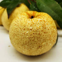 特级梨子(30-50年老梨树) 5斤精选大果 砀山酥梨5/10斤百年梨树新鲜水果现摘梨子非皇冠梨丰水梨雪梨甘鲜生