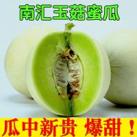 玉菇甜瓜[5.5-6斤](毛重) 南汇玉菇甜瓜玉茹香瓜蜜瓜当季新鲜水果哈密瓜非羊角蜜瓜阎良甜瓜甘鲜生