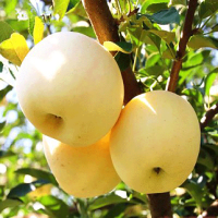 普通果 净果5斤大果 山东烟台元帅苹果金帅粉面苹果整箱新鲜水果3/5斤应季水果甘鲜生