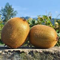 3斤[精品大果] 陕西眉县猕猴桃奇异果绿色心3斤5斤10斤泥猴桃应季新鲜水果甘鲜生