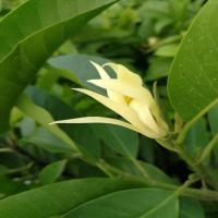 四季白兰花盆栽树苗矮化室内花卉浓香型带花苞角兰庭院米魁大型绿植 白兰5年苗1.2cm直径 不含盆