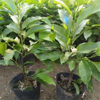 四季白兰花盆栽树苗矮化室内花卉浓香型带花苞角兰庭院米魁大型绿植 白兰6年苗1.5cm直径 不含盆