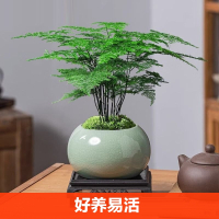 文竹盆栽植物室内邦可臣办公室水培客厅懒人小绿植花卉大全盆景四季常青