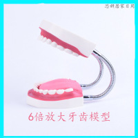1-6倍儿童幼儿园刷牙教具 练习用牙齿模型教学假牙 口腔模型牙齿牙科演示构造（客户）