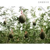 大棚吊西瓜兜套 塑料尼龙包装加厚袋编织挂水果螃蟹龙虾丝眼袋子（客户）