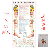 2019 创意人体经络穴位图足部反射区挂图足底按摩标准穴位中医针灸大图推拿（客户）