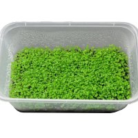 鱼缸装饰水种子 前景迷你小对叶植物 水族箱鱼缸造景真水背景