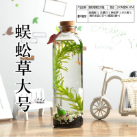 原生态瓶玻璃迷你办公室桌面水族观赏鱼微生态瓶 玻璃瓶生态鱼缸