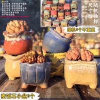 麦饭石大中小号多肉花盆套组透气颗粒粗陶PP肉锥桃蛋花盆