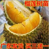 榴莲树苗南北方种植猫山王金枕头嫁接泰国榴莲苗当年结果