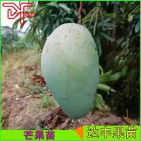 广西金煌芒果苗桂七台农一号澳芒凯特芒果树苗嫁接苗地栽盆栽