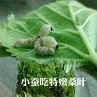 新鲜桑叶蚕宝宝 现摘特嫩小蚕龟鳖青饲料桑叶金丝活蚕桑树苗