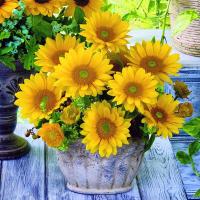 夏夏花店*文森特*向日葵阳台室内绿植花卉植物鲜花盆栽花种子