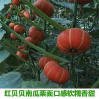 红蜜贝贝南瓜种子进口红板栗小红南瓜种籽红粉面干甜高产四季