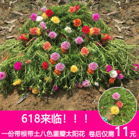 太阳花重瓣盆栽花苗植物牡丹宿根阳台庭院带根带花苞货8色