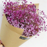 8个品种各1000粒+肥+生根粉 满天星种子四季花种子 易活室内盆栽植物冬季开花 花种子花卉种子